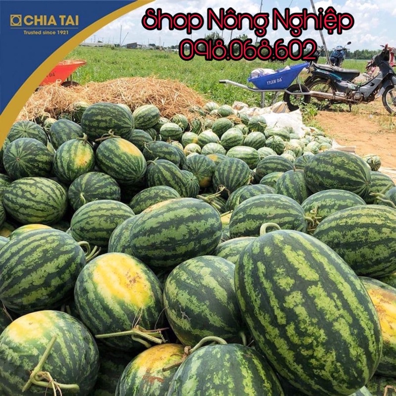 Hạt giống Dưa Hấu F1 Thái Lan 2014 CHIATAI