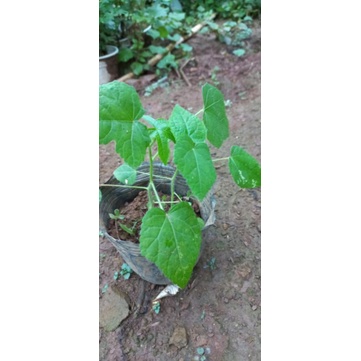 Cây dược liệu sâm bồ chính  1 bầu