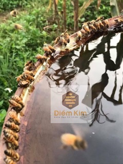 Mật Ong Hoa Nhãn Hưng Yên