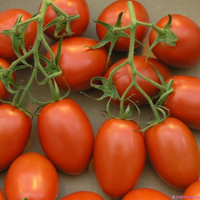 HẠT GIỐNG CÀ CHUA BI CHERRY 1GR