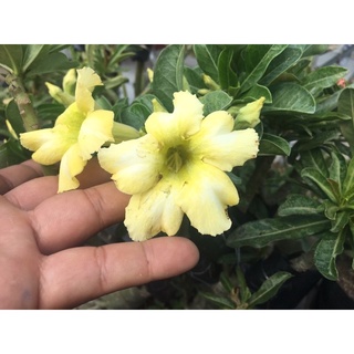 cây sứ thái ghép hoa đơn 1 lớp