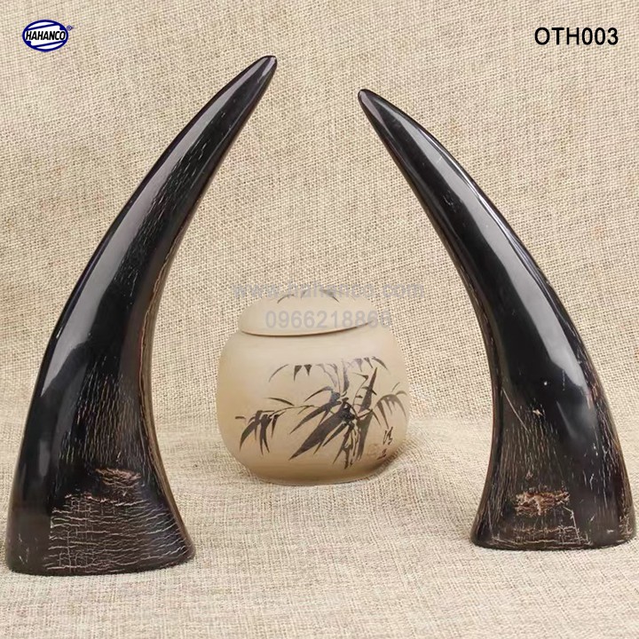Chóp sừng trâu vật phẩm phong thủy- HOT nhất của năm trâu vàng 2021 - giàu sang/phú quý - OTH003 - HAHANCO