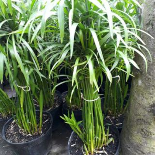Cây 🌲 Thủy trúc