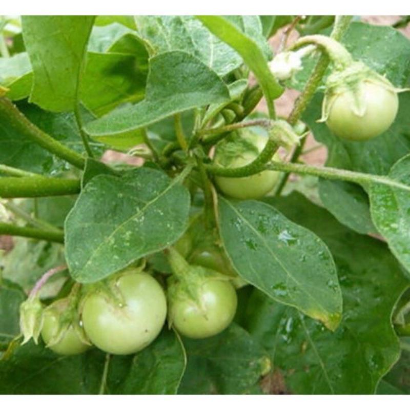 HẠT GIỐNG CÀ PHÁO XANH NON LAI F1 ( tặng kèm kích mầm và phân bón )