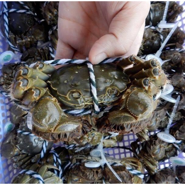 Cua Lông Thượng Hải VITOT Thịt Nhiều Gạch Ngon Đậm Đà