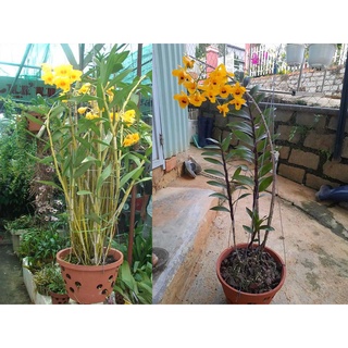 Lan Hoàng thảo long nhãn 1kg