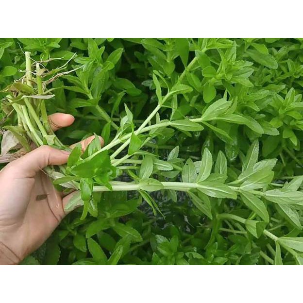 Hạt_Giống_Rau_Ngổ_Hương 200 hạt