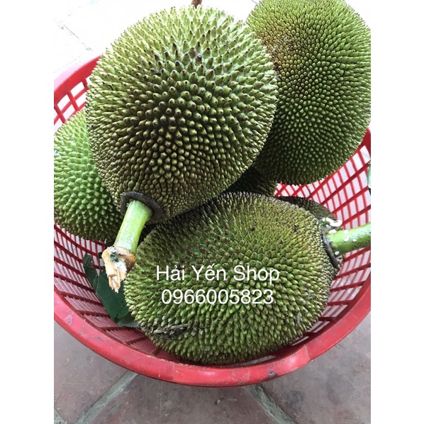 1 quả mít quê 2,8~4,5kg