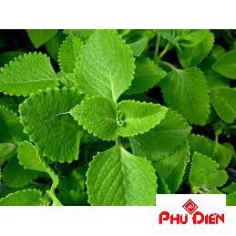 100 hạt giống húng chanh  PHÚ ĐIỀN