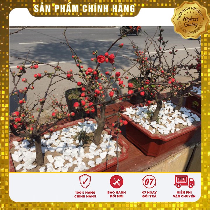  Hạt giống hoa mai đỏ bonsai trồng chậu