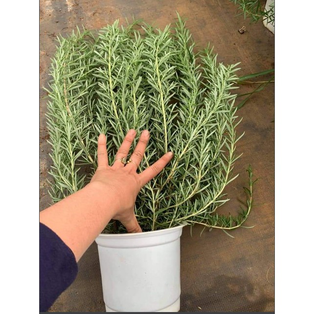 Chậu cây hương thảo - Rosemary - Rosmarinus officinalis L-UtNho