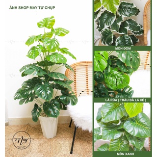 Cây giả Cây lá rùa, Trầu bà Montera, Cây môn đốm có chậu trang trí nhà cửa