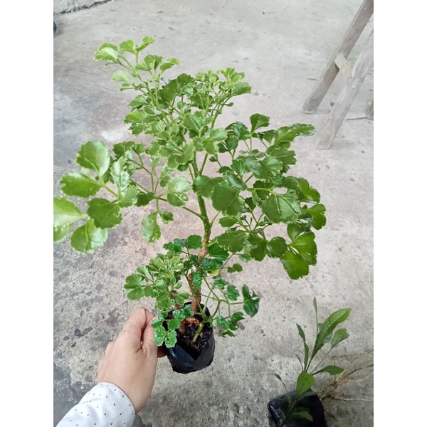 CÂY GIỐNG ĐINH LĂNG THÁI LÁ TRÒN. LÁ KHÔ 500G/45K🌱 CÂY GIỐNG 12K/BẦU..