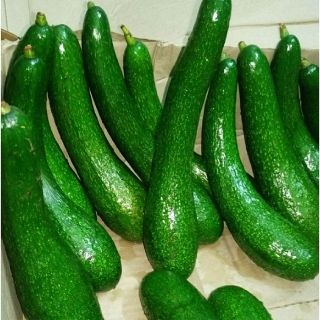 Giống bơ 034