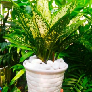 Cây Ngọc Ngân ( bao gồm chậu )