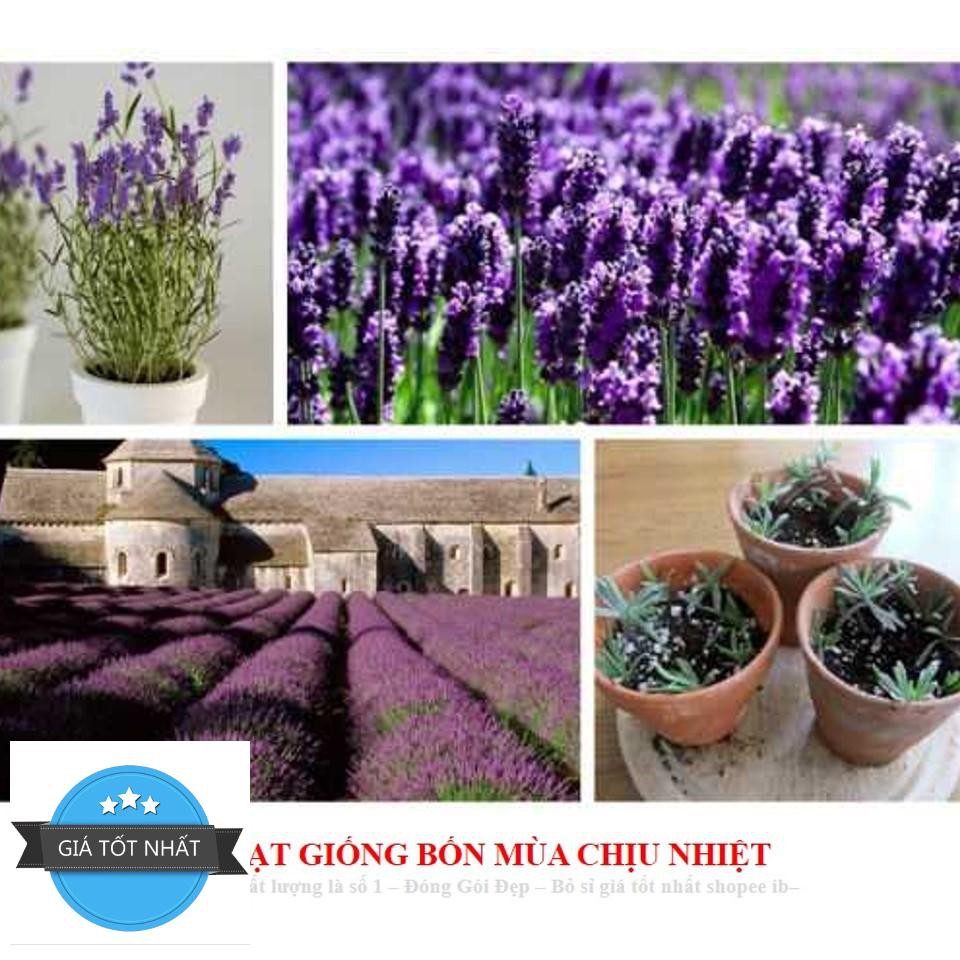 Hạt giống hoa oải hương pháp (lavender) ĐẾN MÙA TRỒNG TẾT