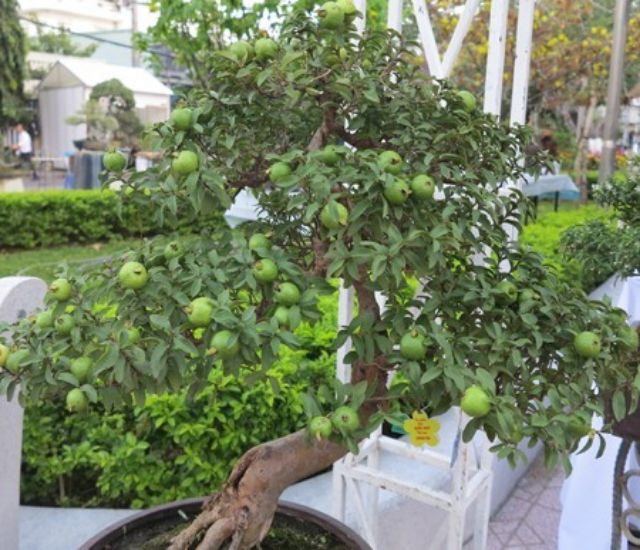 Cây giống Ổi Nữ Hoàng... siêu sớm
