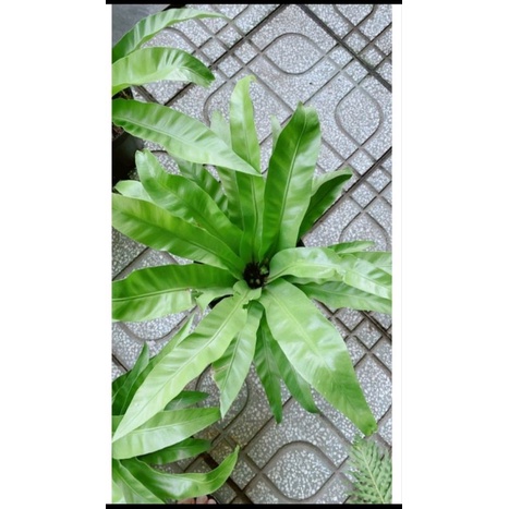 Cây tổ quạ