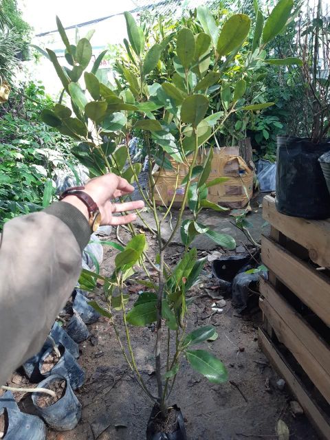 Cây cà na thái cao hơn 1m.