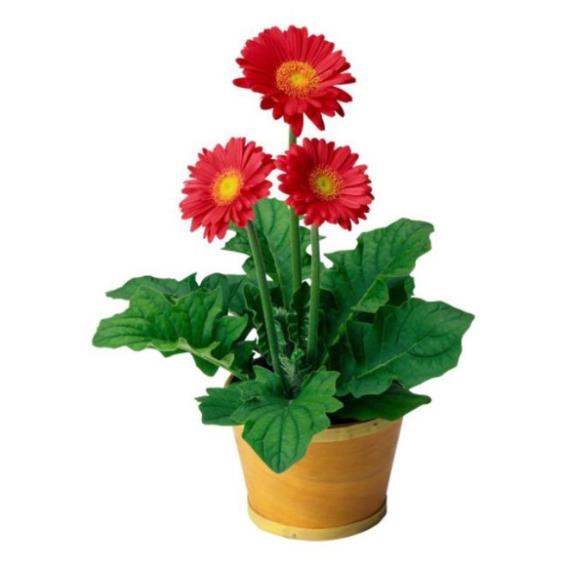 HẠT GIỐNG HOA ĐỒNG TIỀN MIX F1- Loài Hoa May Mắn, Nhiều Tài Lộc.