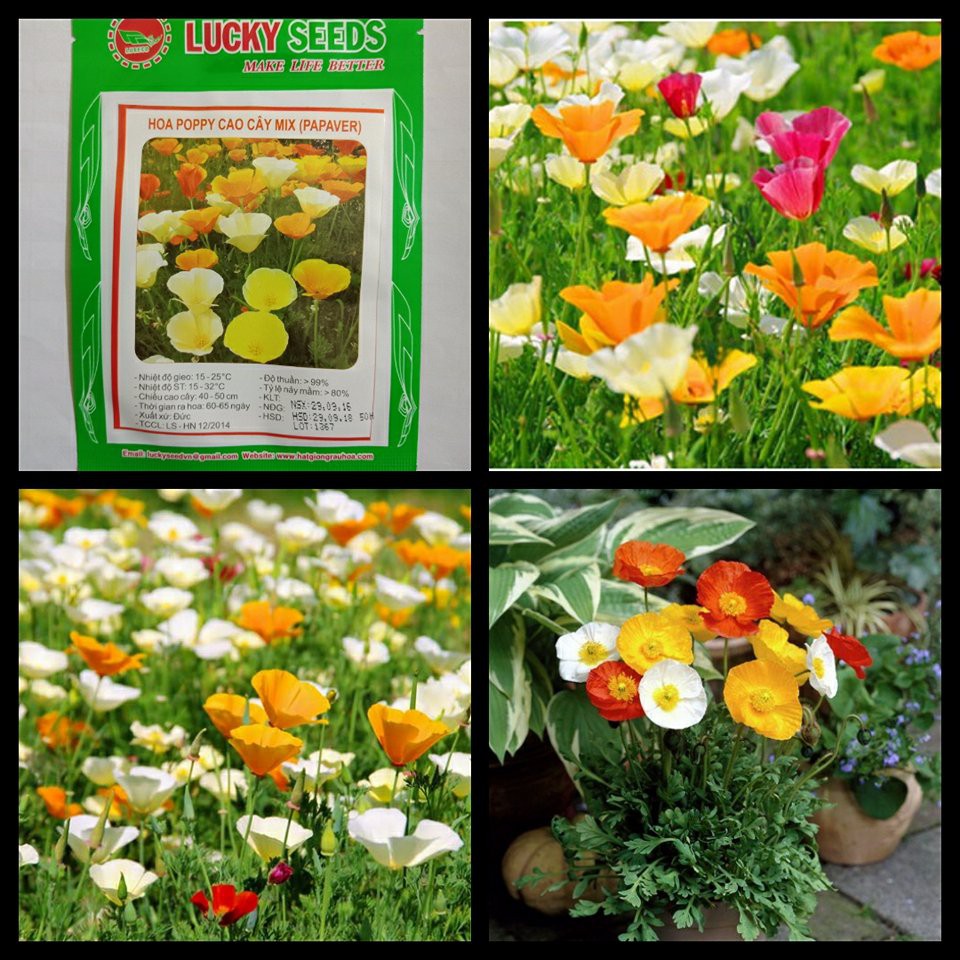 Hạt giống hoa Poppy cao cây mix -100 hạt Lucky seed