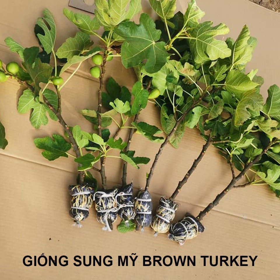 Cây sung mỹ giống chuẩn Brown Turkey