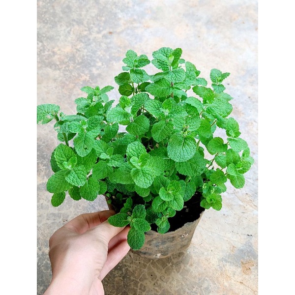 Cây bạc hà táo apple mint size to và và nhỏ, chỉ giao từ HN trở vào nam