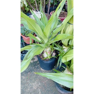 Cây Đại Tướng Quân Cao 1m (chỉ giao hoả tốc)