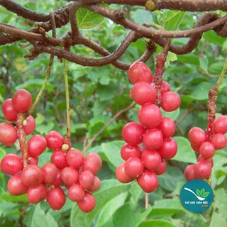 Ngũ vị tử khô 500gram - tm131