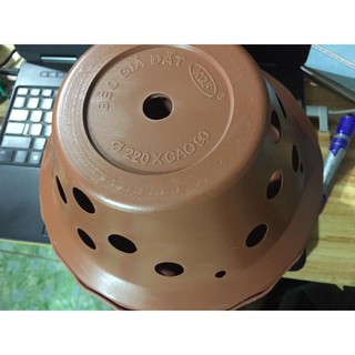 5 chậu nhựa bèo đất D20