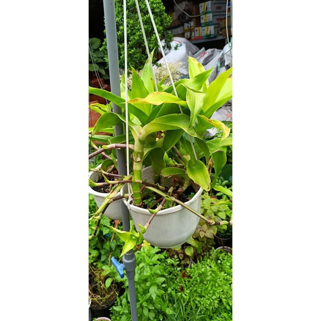 Cây Lược vàng có tên khoa học là Callisia fragrans ( lan vòi, lan rũ, cây bạch tuộc, trái lá phất dũ, giả khóm)
