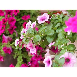 HOA DẠ YẾN THẢO - BẦU CÂY GIỐNG - ĐỦ MÀU