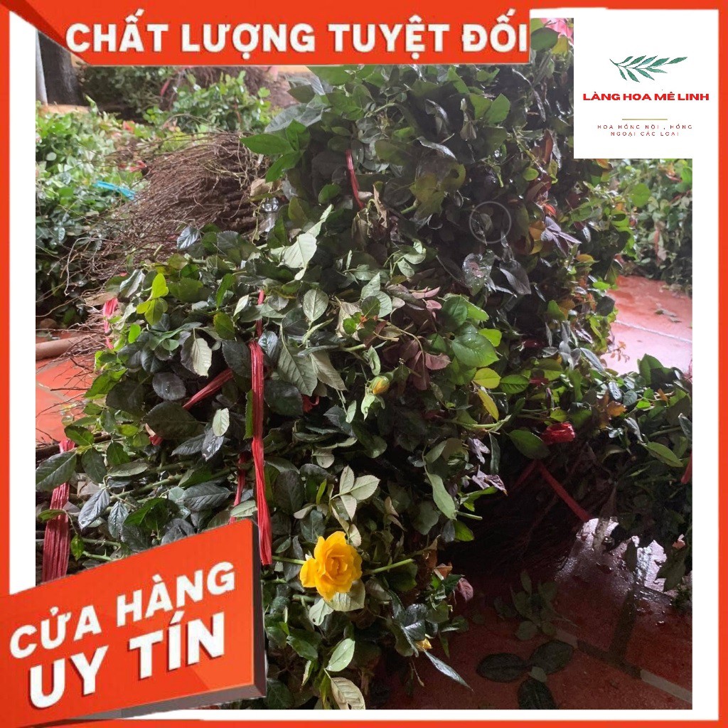 Cây Hoa Hồng Ngoại Rễ Trần -[ 🌹🌹GÍA SIÊU RẺ🌹🌹 ]🎋🎋🎋-  Nhiều Màu Đẹp, Cây Khỏe.🎋🎋🎋