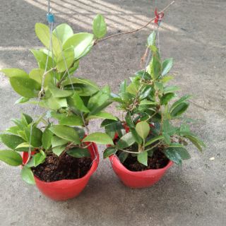 Lan cẩm cù đỏ