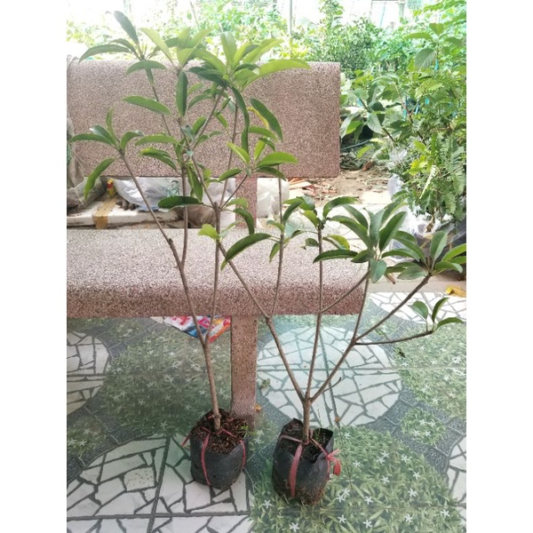 Cây giống Hồng Xiêm Mexico_Sapoche_ Cây giống  to khỏe, nhanh cho trái