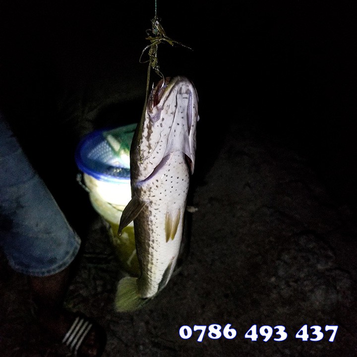 100 LƯỠI Ó CẮM CÂU CÁ LÓC bao nhạy và cá và rất khó sẩy