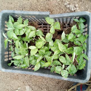 Cây nhót siêu ngọt mỹ