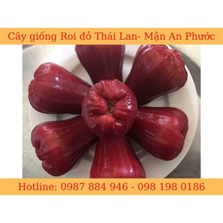 Cây giống roi đỏ Thái Lan