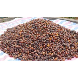 Bồ hòn