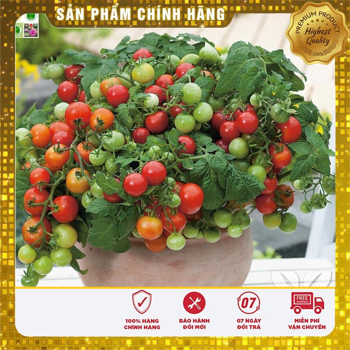 Hạt Giống Cà Chua Lùn Đỏ 30 Hạt [Bán Sỉ]