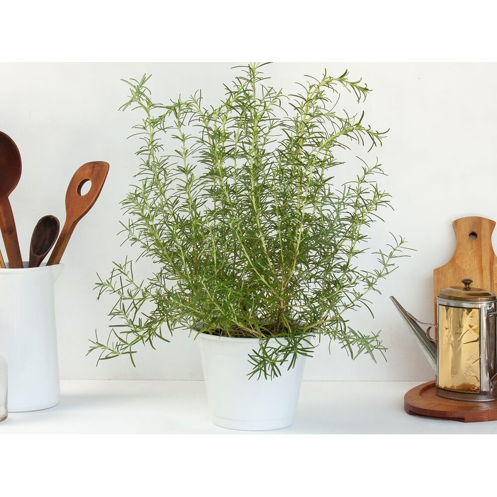 Cây giống Salvia rosmarinus Rosemary (Hương Thảo, Mê Điệt Hương) chậu nhựa 8cm