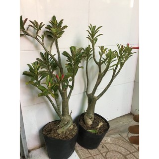Hoa sứ ánh dương siêu bông