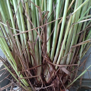 Cây sả giống (1 cây)