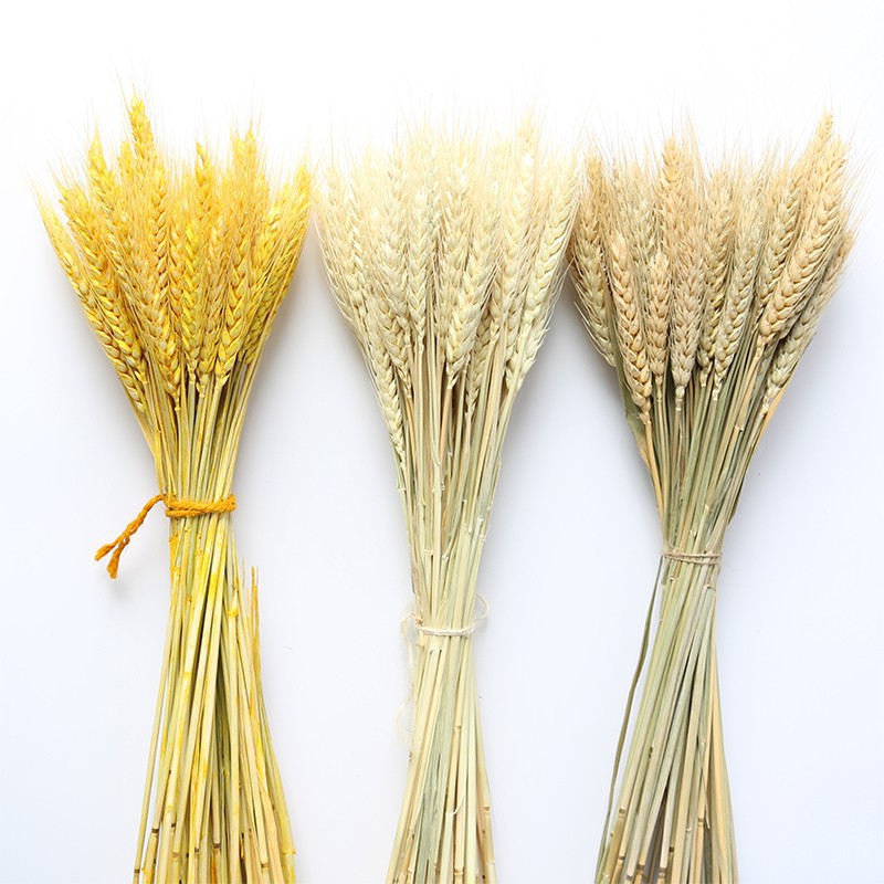 Bó Hoa Bông Lúa Mạch Khô Decor