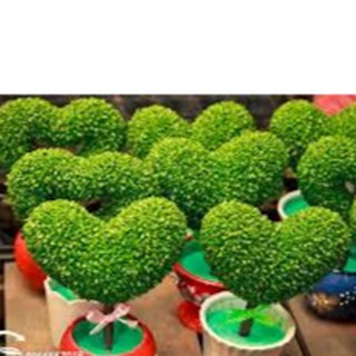 Cây cảnh Cây may mắn trái tim