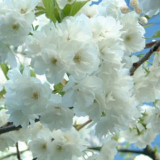 Cây mai trắng hoa tết