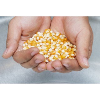 Combo Bắp và Bơ Làm Bắp Rang Bơ ( 1 kg bắp và 500 gr bơ)