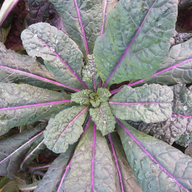 Hạt giống kale khủng long tím Dazzling