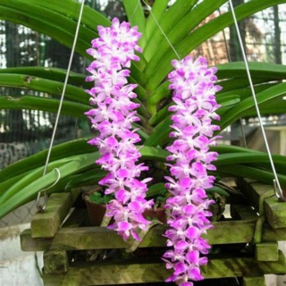 Phong lan đuôi cáo (theo bảng gỗ)