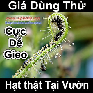 Hạt Giống Cây Drosera Indica Green, Cây bắt muỗi, Cây Bẫy keo, cây ăn thịt, cây gọng vó .giongcaynhap